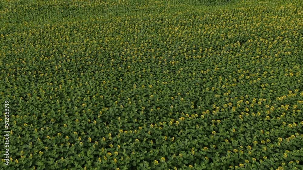 Aerial drone shot, flying over sunflower fields. Top view from drone. 4k Aerial drone shot, flying over sunflower fields. Top view from drone. 4k