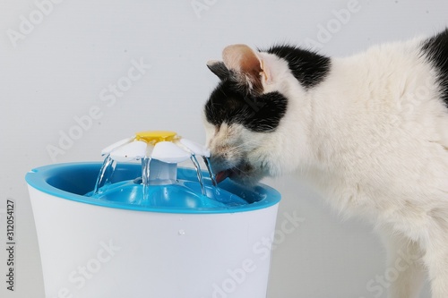 Canvas Print black and white cat drinks fresh water from an electric drinking fountain