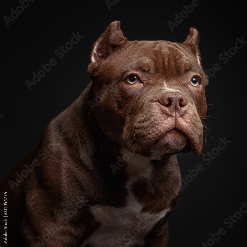 American pit bull terrier. Puppy. Dark background © Max