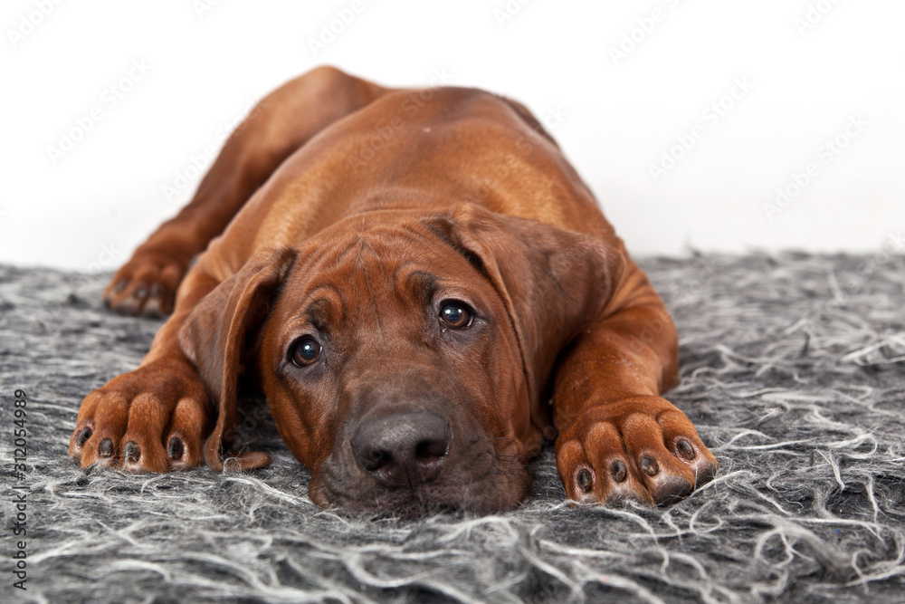 Portrait of a dog breed Rhodesian ridzhbek on a gray shaggy rug