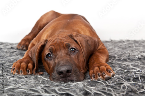 Portrait of a dog breed Rhodesian ridzhbek on a gray shaggy rug