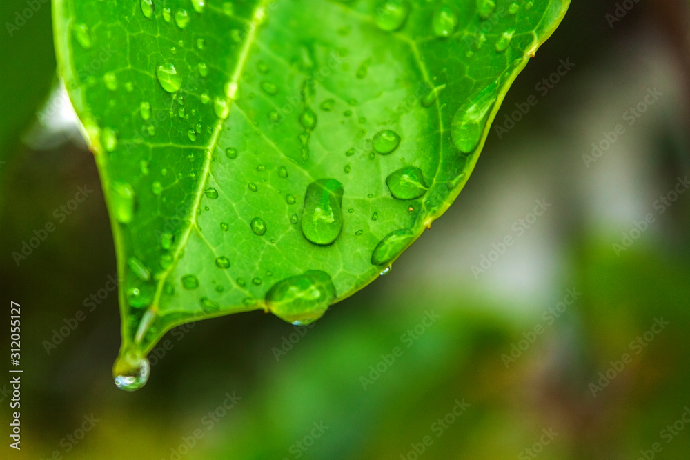 Fototapeta premium Folha Molhada IMG_2908