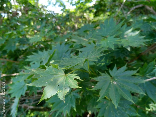 green leaves of a tree in spring