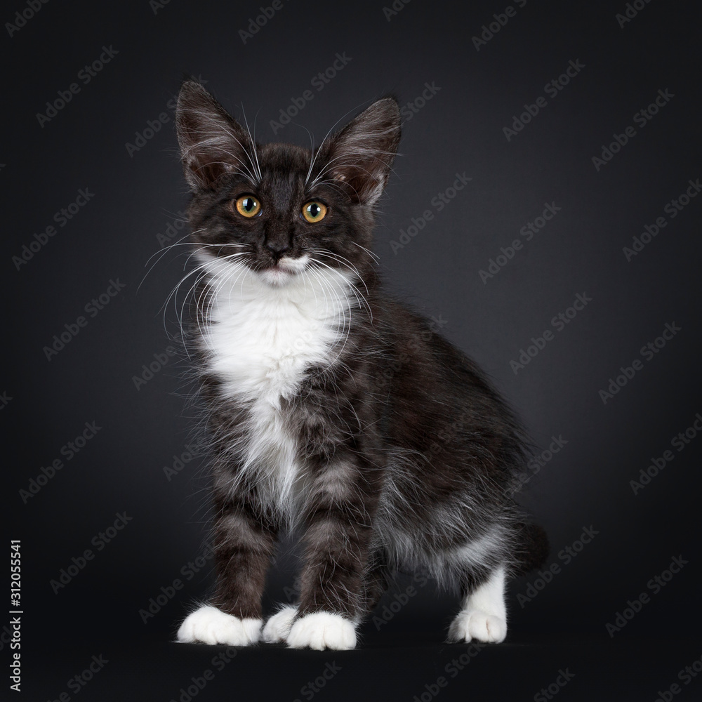 Impessive black smoke with white Norwegian Forestcat kitten, standing standing side ways. Looking curious to camera with yellow eyes. Isolated on white background.