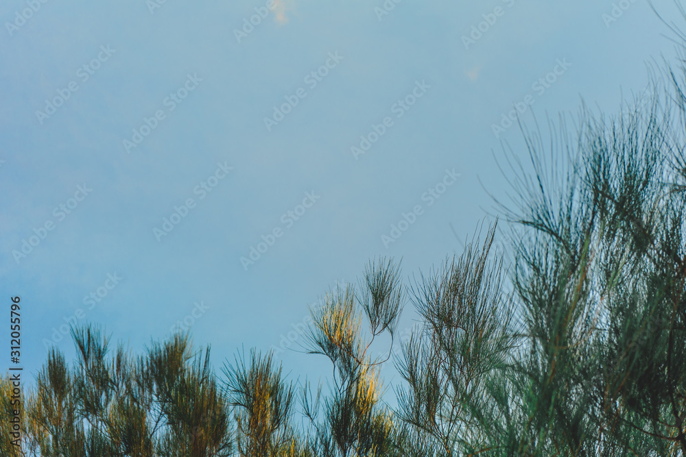 Obraz premium For insert text, Beautiful Trees branches, Green leaves frame on blue sky background , pattern on Chatuchak park, Bangkok, Thailand