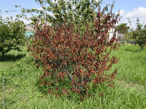 Fatalities among young cherry trees. The result of waterlogging photo