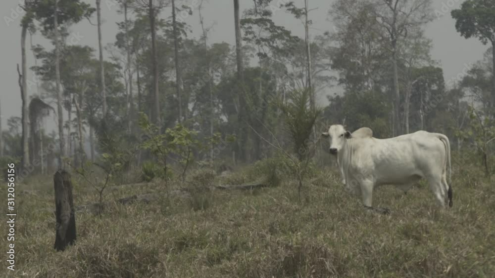 Oxen occupy a deforested farm where the Amazon forest once existed. Livestock is responsible for most of the deforestation in the biome. Pará, Brazil. Oxen occupy a deforested farm where the Amazon forest once existed. Livestock is responsible for most of the deforestation in the biome. Pará, Brazil.