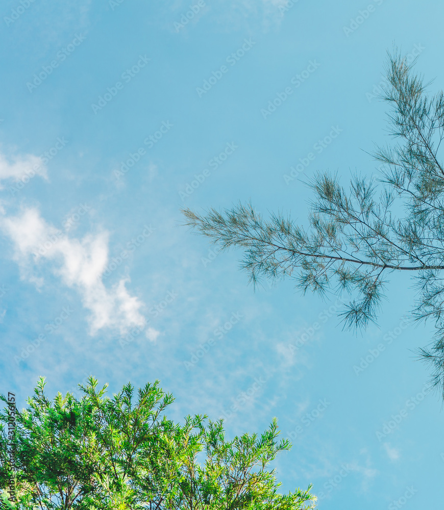 For insert text, Beautiful Trees branches, Green leaves frame on blue sky background , pattern on Chatuchak park, Bangkok, Thailand For insert text, Beautiful Trees branches, Green leaves frame on blue sky background , pattern on Chatuchak park, Bangkok, Thailand