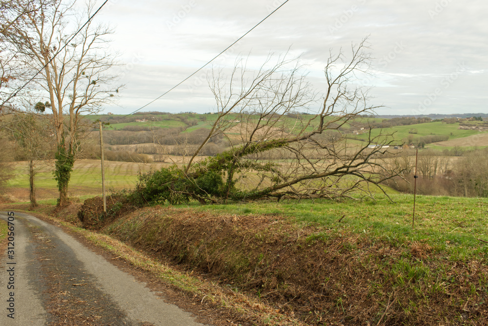 Intempéries dans le sud-ouest un arbre déraciné par la force du vent Intempéries dans le sud-ouest un arbre déraciné par la force du vent