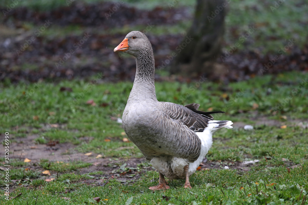Closeup of white and grey adult geese on farm yard. Domestic goose live at beautiful animal farm