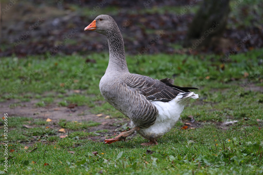 Closeup of white and grey adult geese on farm yard. Domestic goose live at beautiful animal farm Closeup of white and grey adult geese on farm yard. Domestic goose live at beautiful animal farm