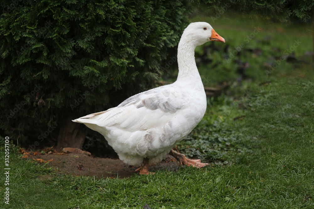 Closeup of white and grey adult geese on farm yard. Domestic goose live at beautiful animal farm Closeup of white and grey adult geese on farm yard. Domestic goose live at beautiful animal farm