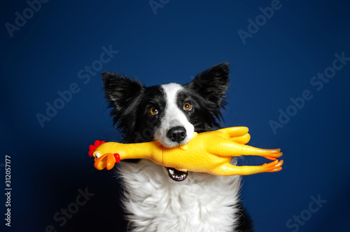 border collie dog funny portrait on a blue background with toys