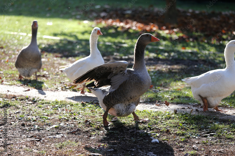 Closeup of white and grey adult geese on farm yard. Domestic goose live at beautiful animal farm Closeup of white and grey adult geese on farm yard. Domestic goose live at beautiful animal farm