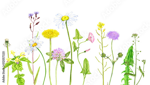 Fototapeta Naklejka Na Ścianę i Meble -  wild plants and flowers, drawing by color pencils
