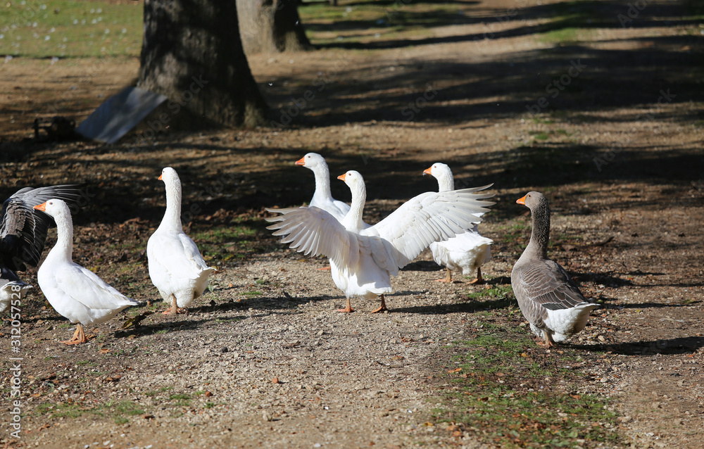 A flock of domestic white geese walk across a rural poultry yard. Home goose geese on poultry farm farmyard autumnal weather A flock of domestic white geese walk across a rural poultry yard. Home goose geese on poultry farm farmyard autumnal weather