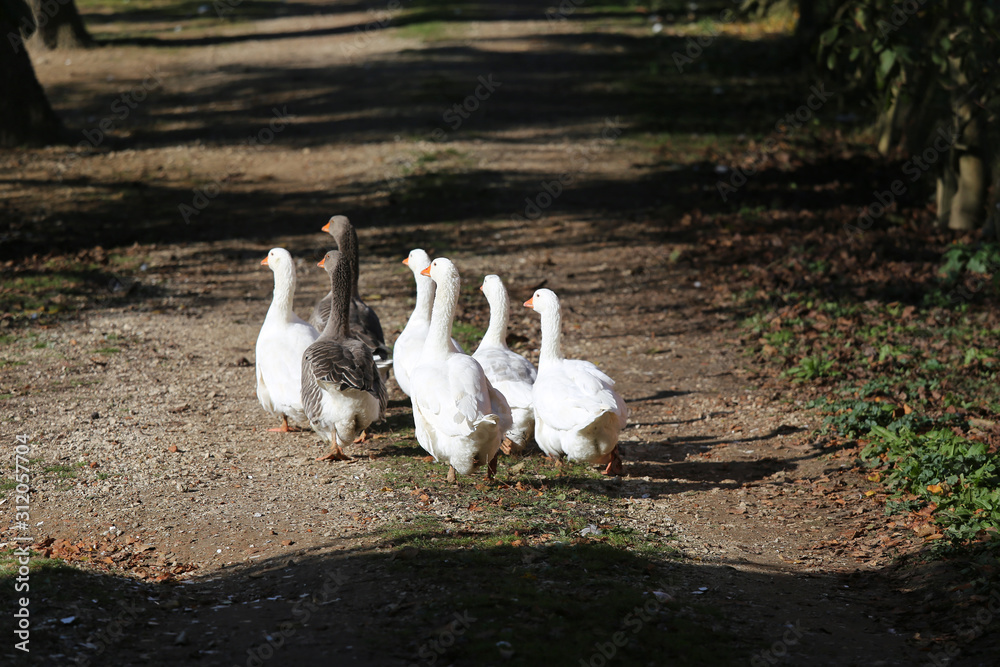 A flock of domestic white geese walk across a rural poultry yard. Home goose geese on poultry farm farmyard autumnal weather A flock of domestic white geese walk across a rural poultry yard. Home goose geese on poultry farm farmyard autumnal weather