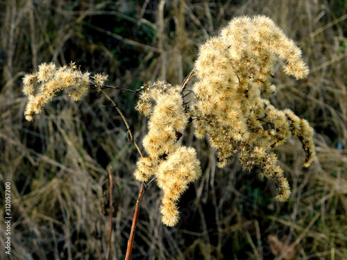 Wildblumen  Gr  ser und Schilf im Herbst  Makro