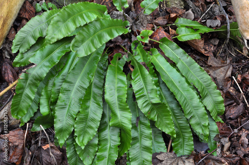 In the wild, fern Asplenium scolopendrium grows