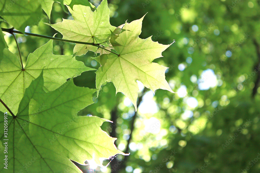 The sun illuminates the wedge leaves. Summer day. The sun illuminates the wedge leaves. Summer day.