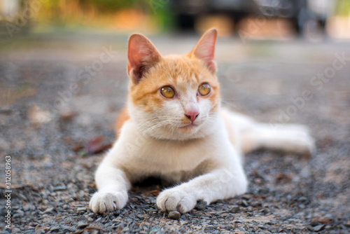 Brown and white Cute Thai cat on blurry background.Photo by selected focus.