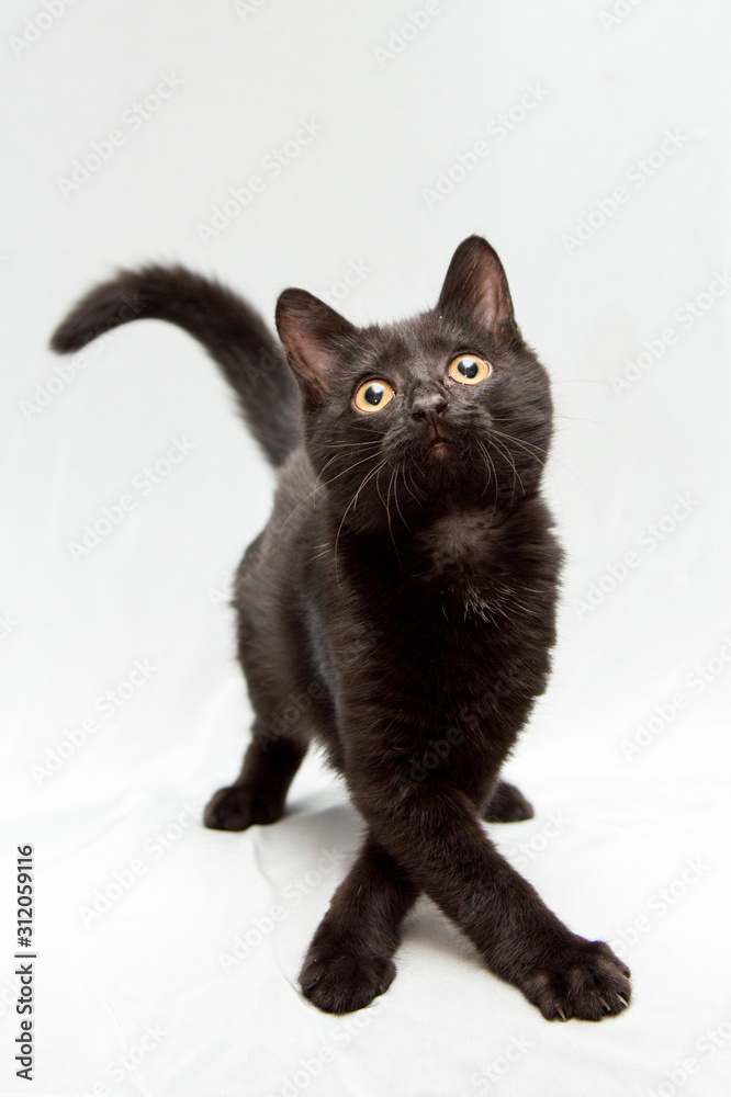 Funny black kitten and legs with a cross