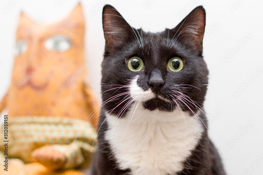Portrait of a black and white cat with a doll-cat in the background