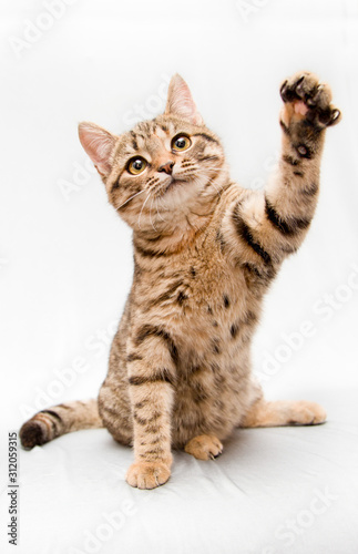 A small tabby cat on a white background waving its paw and says bye