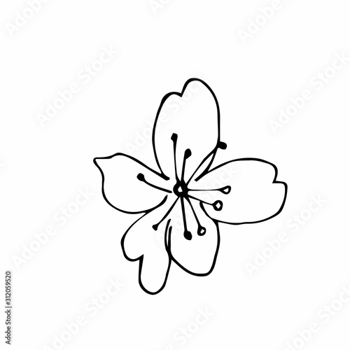 Vector one sakura. Black spring illustration flowers line art on a white isolated background. Design for weddings, prints, stickers, web, coloring, cards, layouts. © Мария Минина