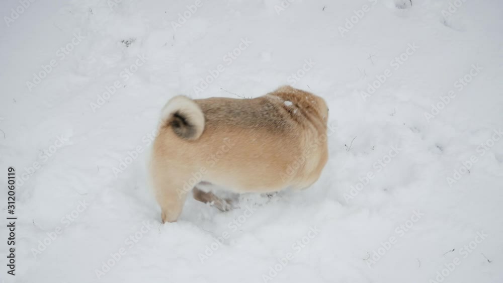 Funny pug dog walks around him, sniffs out at winter snowy park , in slow motion Funny pug dog walks around him, sniffs out at winter snowy park , in slow motion