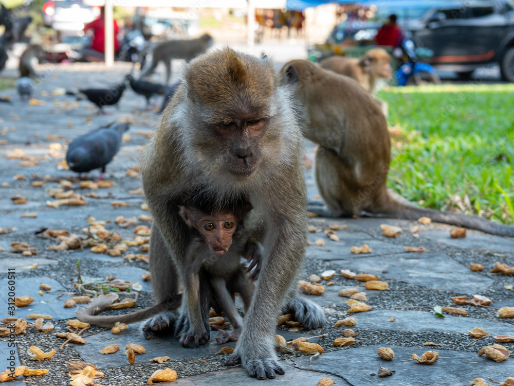 Obraz premium The primate and baby in park. monkey