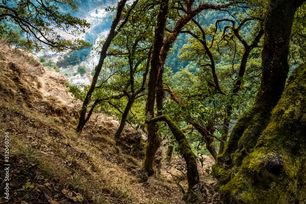 Obraz premium The path in the mountain forest in Bhutan, the Himalayas in the spring on the way to Chagri Cheri Dorjeden Monastery, Buddhist monastery near capital Thimphu in Bhutan, Himalayas.