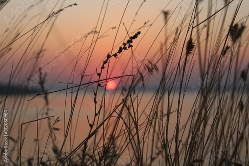 Thick reeds sway at sunset