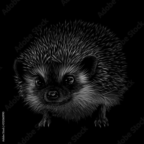 Hedgehog. Artistic, black-and-white, drawn portrait of a hedgehog on a black background. 