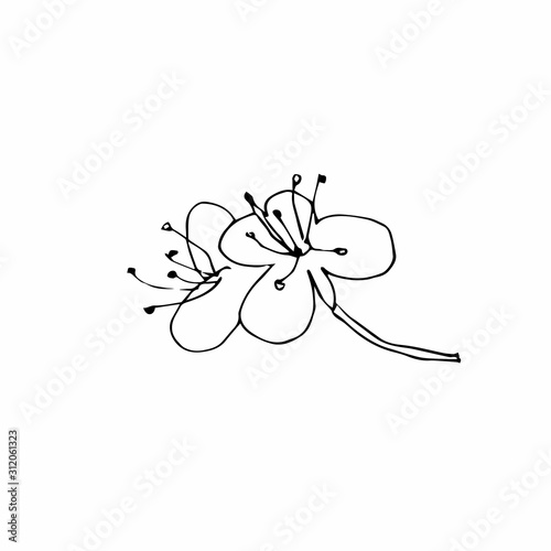 Vector one sakura. Black spring illustration flowers line art on a white isolated background. Design for weddings, prints, stickers, web, coloring, cards, layouts.