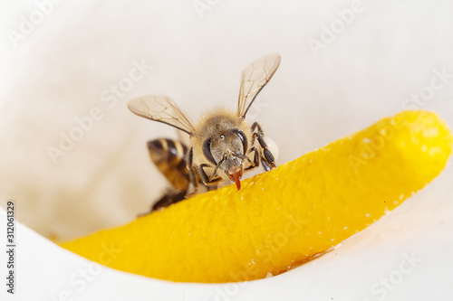 Honey bee pollinate on a white arum lily in nature composition. Bee collecting nectar from a arum lily in sunny spring day