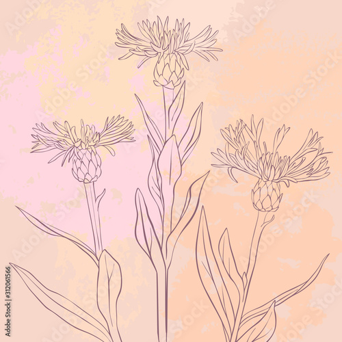vector drawing flowers
