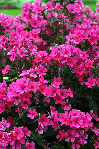 decorative bush densely covered with bright pink flowers