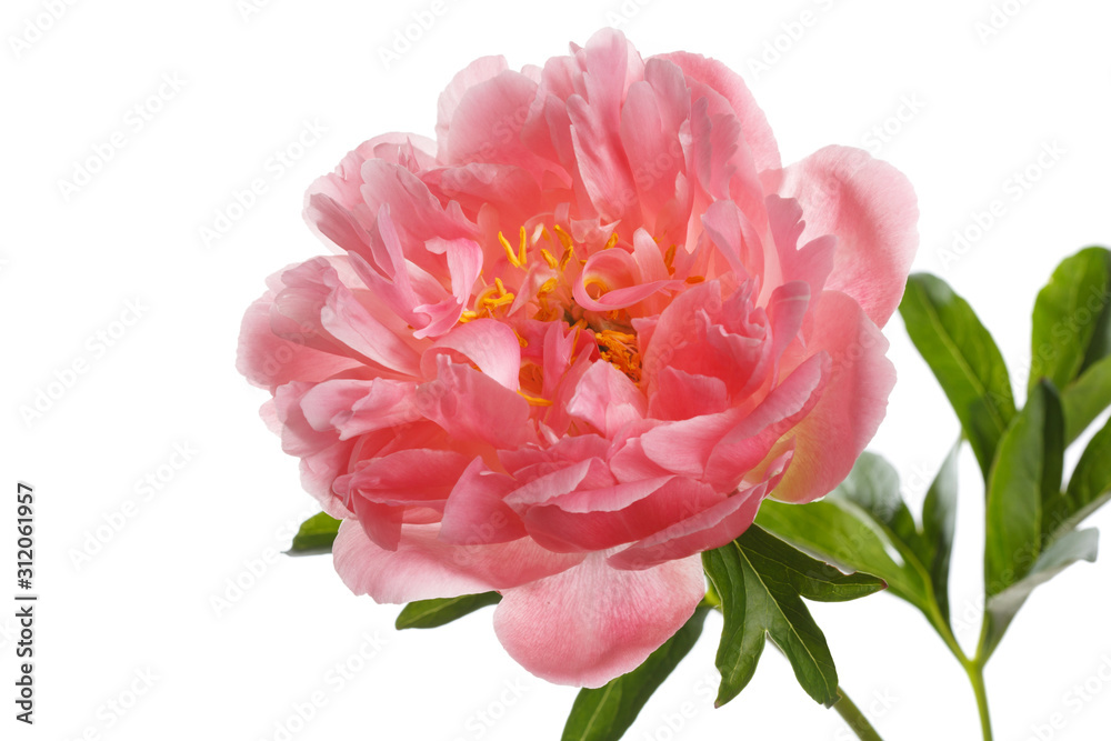 Beautiful salmon color peony flower isolated on white background.