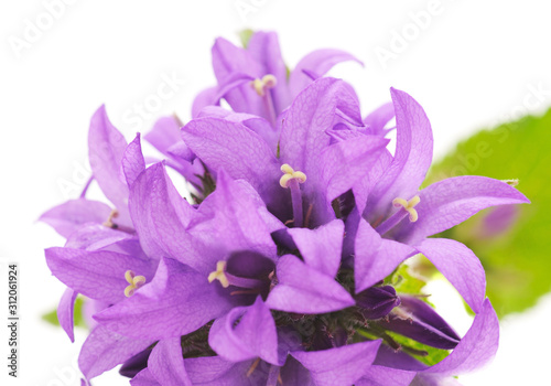Beautiful purple flower.