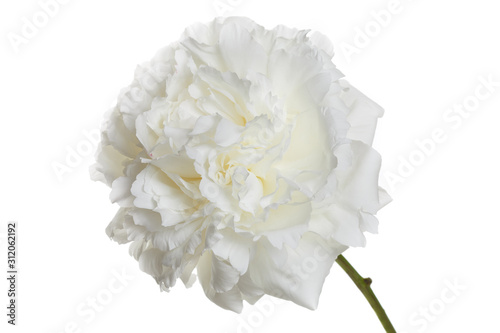 Tender white peony flower isolated on white background.