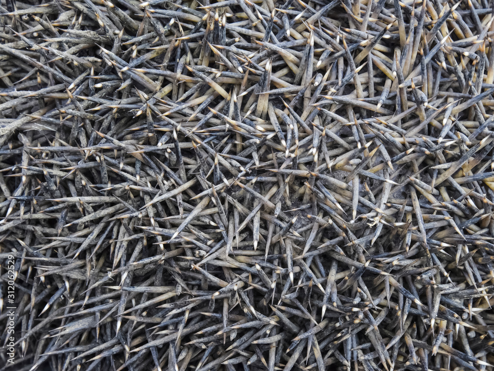 Texture hedgehog needles. The surface of the hedgehog back Texture hedgehog needles. The surface of the hedgehog back