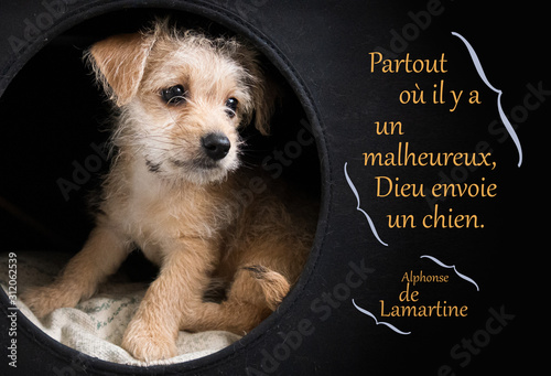 Adorable chiot illustrant une citation de Lamartine photo