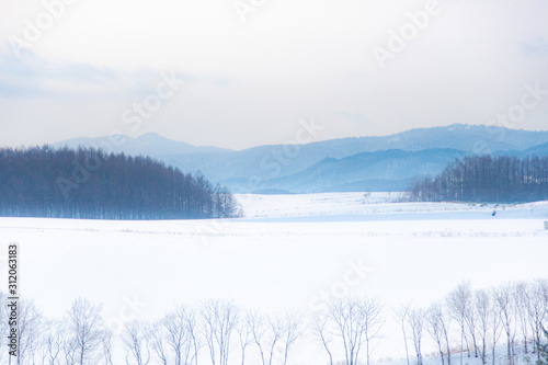 冬美瑛の風景