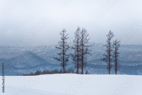 Wallpaper Mural 冬美瑛の風景 Torontodigital.ca