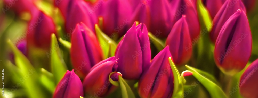 Closeup horizontal bouquet of fresh rose tulips. Valentines day, women day, mothers day, spring, romance and love. Tulip symbol of spring. First spring flowers. Background with flowers Closeup horizontal bouquet of fresh rose tulips. Valentines day, women day, mothers day, spring, romance and love. Tulip symbol of spring. First spring flowers. Background with flowers