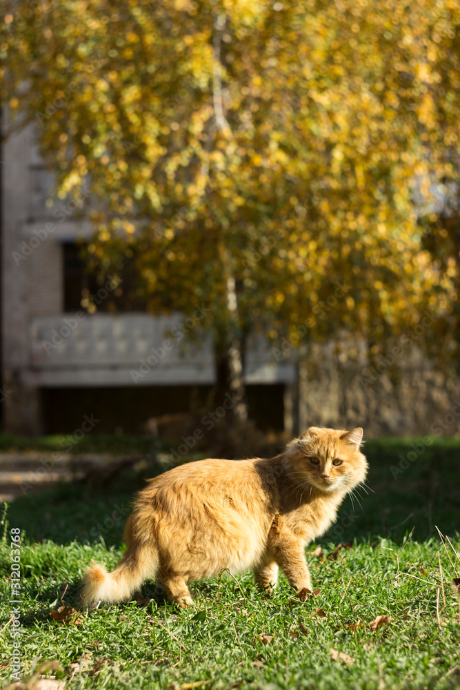 Naklejka premium Red-haired furry cat on grass in clear weather outdoors. Homeless animals near an apartment building