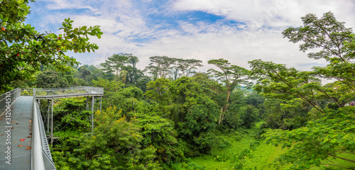 Photography Look over Kent Ridge Park from tree top walk in Singapore during daytime