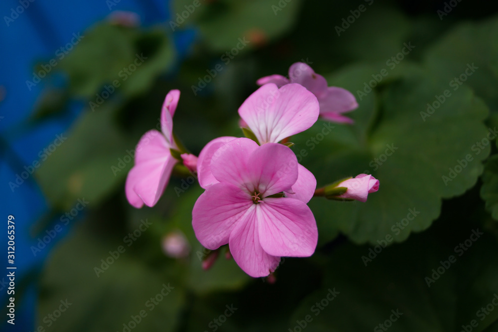 Pink Geranium flower in the garden Pink Geranium flower in the garden