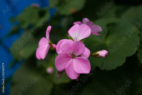Pink Geranium flower in the garden